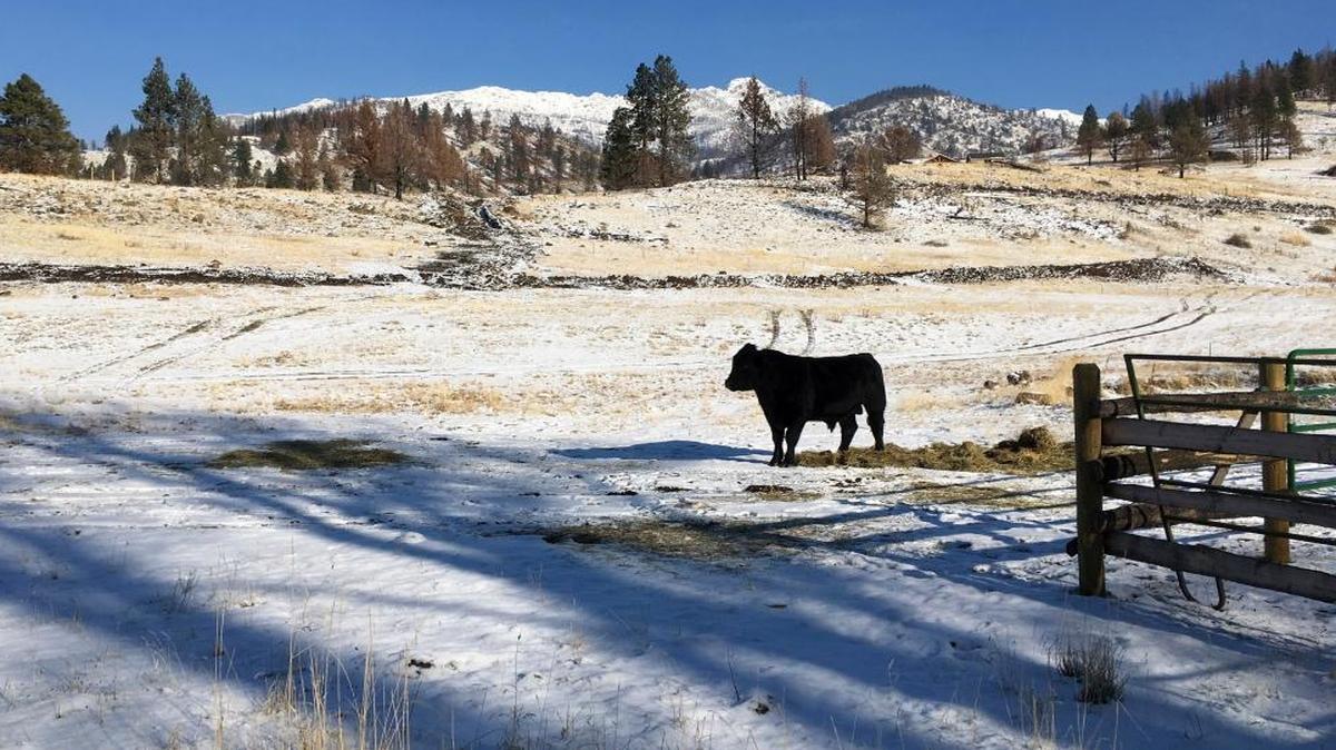 A cow on a ranch outside the Malheur National Forest near John Day, Ore., Dec. 7, 2016.