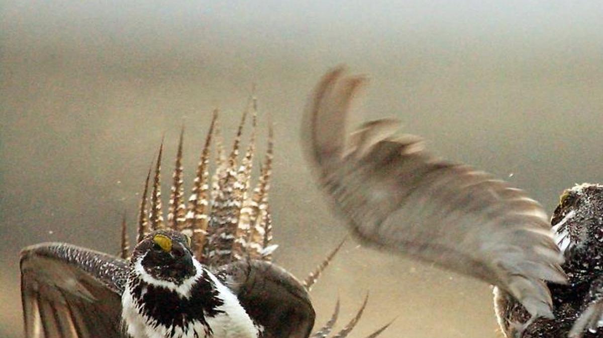 
In this May 9, 2008, file photo, male sage grouses fight for the attention of female southwest of Rawlins, Wyo. Interior Secretary Sally Jewell told reporters on Tuesday, Sept. 15, 2015, that she is hopeful that the sage grouse will not warrant being listed as endangered. (AP Photo/Rawlins Daily Times, Jerret Raffety, File)
