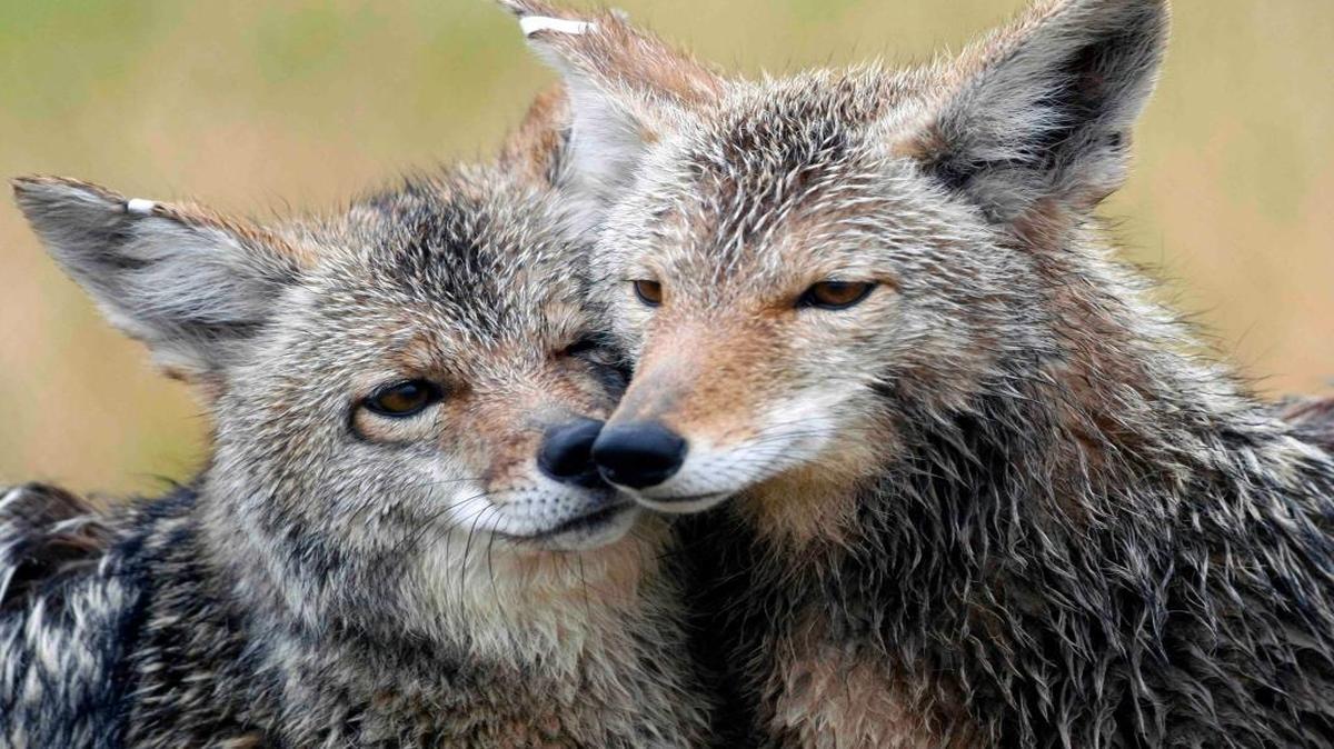 
In this 2009 photo, coyotes nuzzle in one of the enclosures at the Millville Predator Research Facility in Millville, Utah. The 165-acre lab works on non-lethal ways to prevent the predators from preying on livestock. (AP Photo/Colin Braley)
