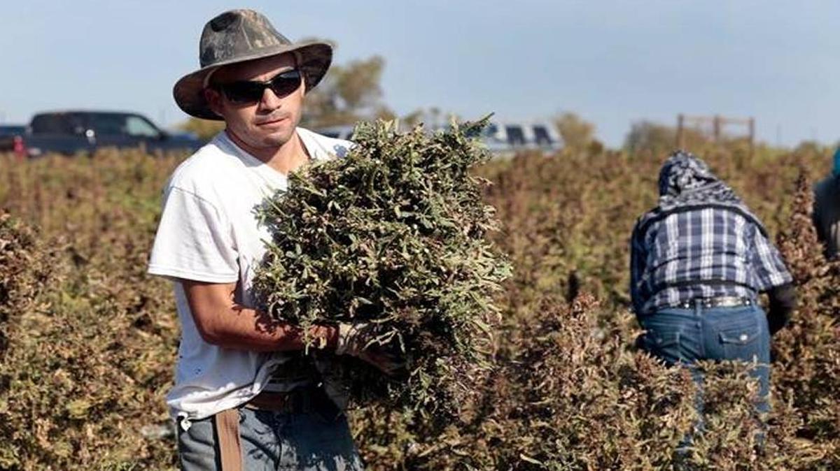 Kentucky is one of 28 states that permit the production of industrial hemp.