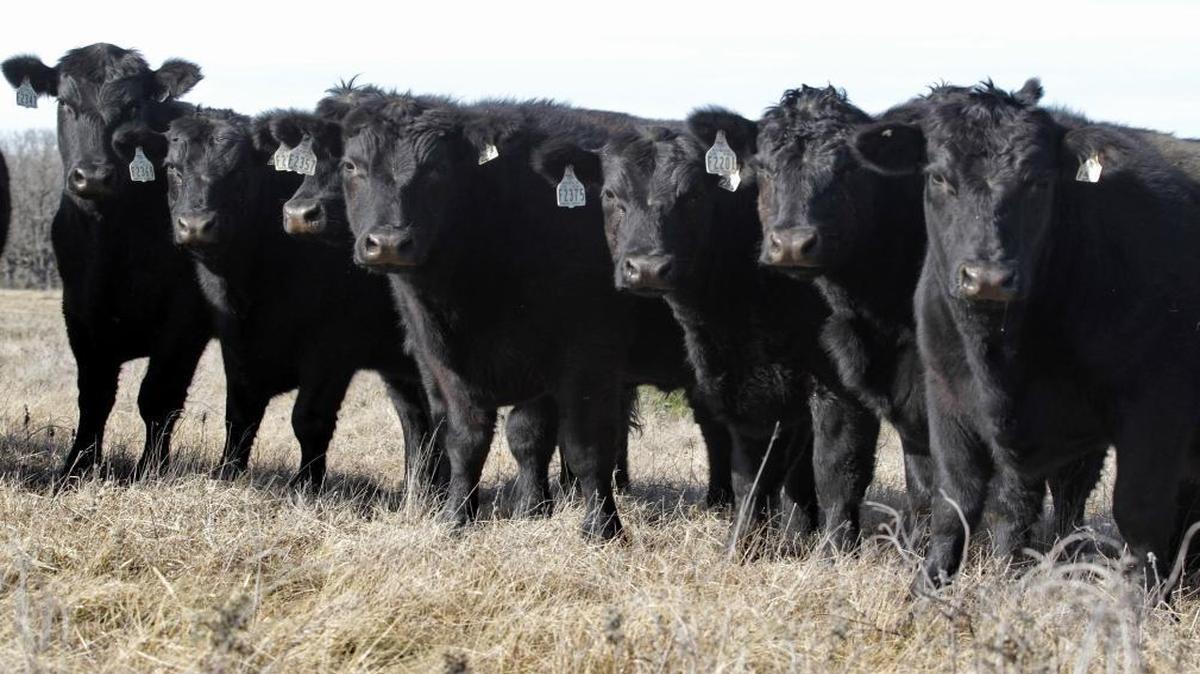 Jon Taggart raises cattle on native range grass on his ranch near Grandview, Texas. Beef is one of Texas’ biggest exports to foreign markets, and it could be affected by Donald Trump’s approach to trade deals.