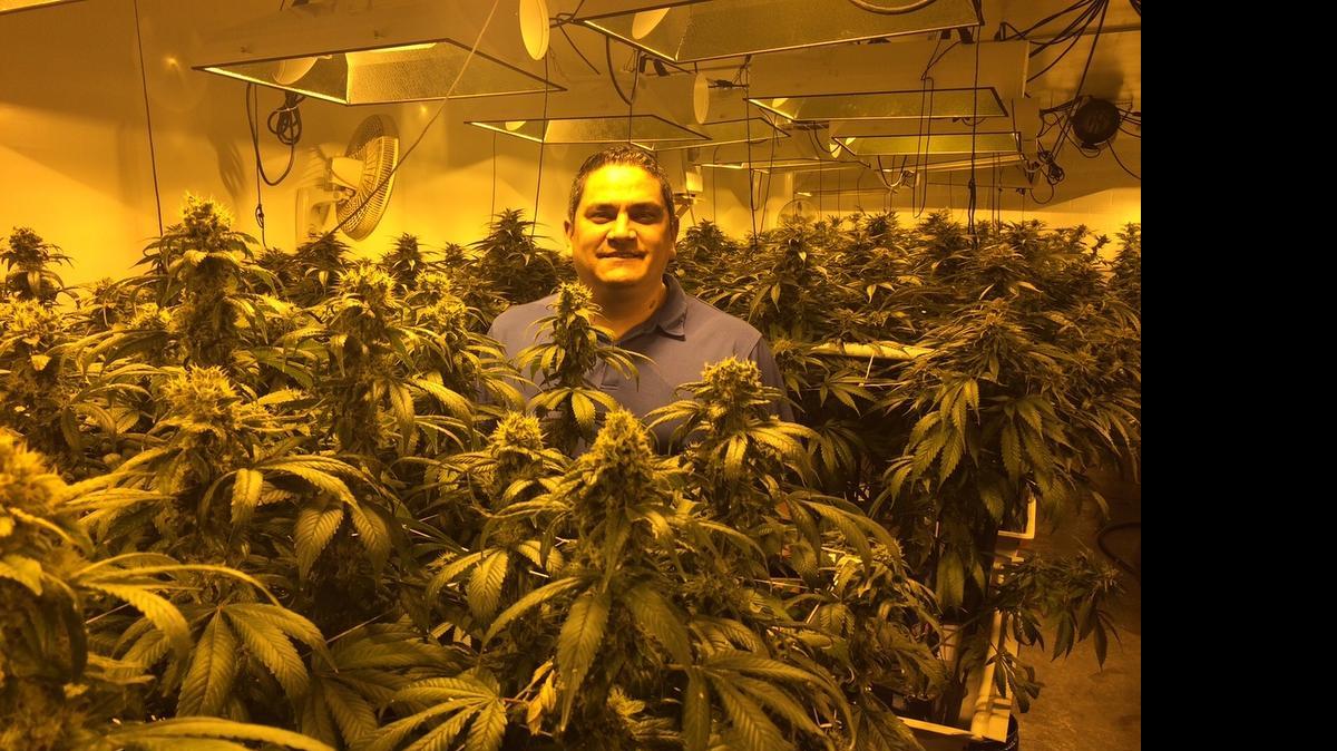 
Tony Reider, president of the Flandreau Santee Sioux Tribe, wants to make his tribe the first in the nation to sell recreational marijuana. Here he’s shown under the grow lamps of a medical marijuana growing facility in Phoenix in March 2015.
