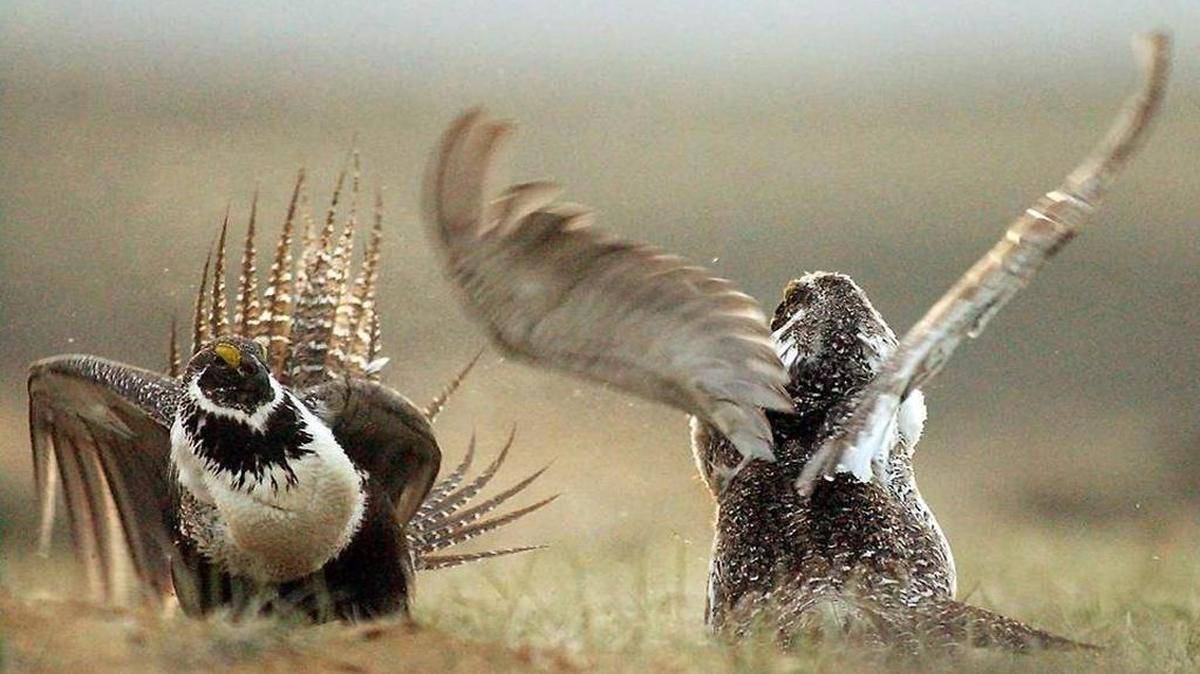 
Male sage grouses fight for the attention of females in this May 9, 2008, photo taken near Rawlins, Wyo.

