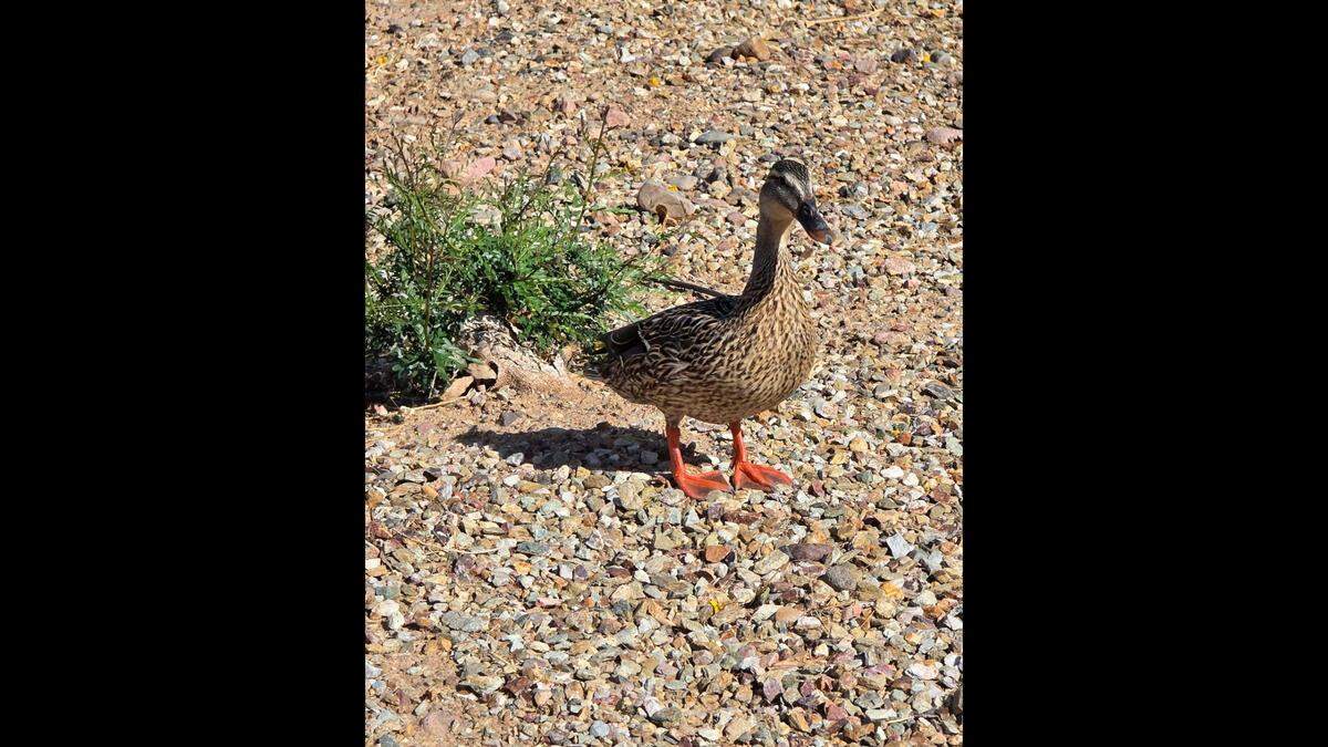 The mom duck is pictured.