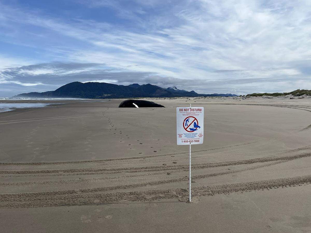 A “do not disturb” sign is seen near the dead humpback whale.