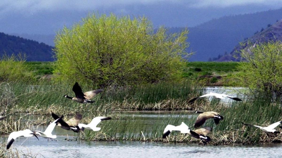 Snow geese and Canada geese prepare to land on marsh at the Lower Klamath National Wildlife Refuge near Merrill, Ore. on May 9, 2005. Tensions over irrigation water, wildlife refuges and salmon in the downstream Klamath River have gripped this region of southern Oregon and northern California for two decades.