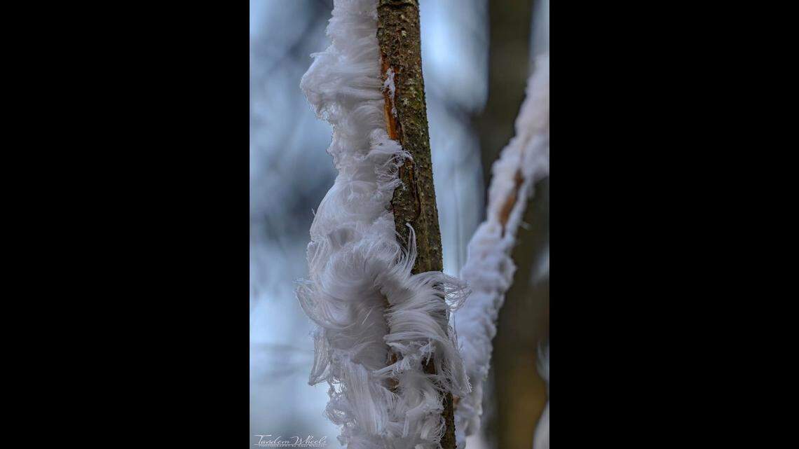 Hair ice is pictured.
