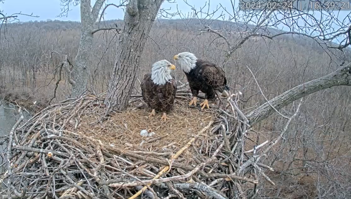 Bald eagles Rosa and Lewis are seen in the nest together Feb. 24, a day after Rosa stopped incubating the eggs.