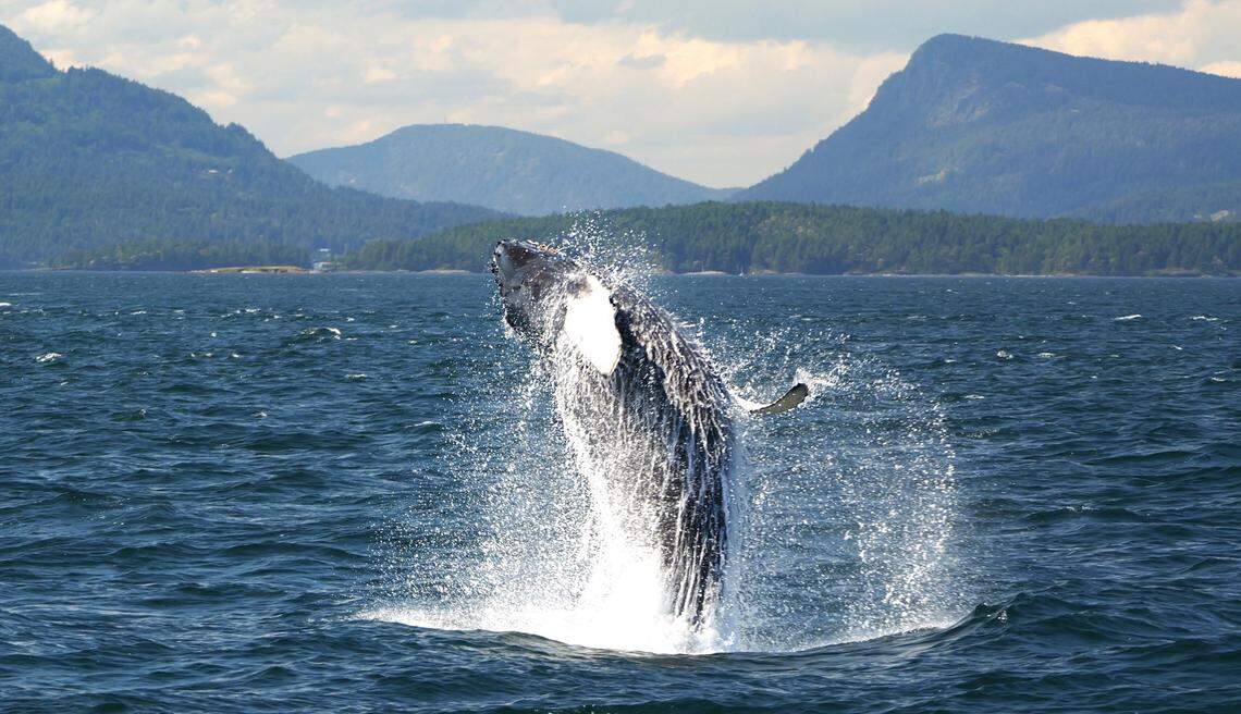 The humpback whale calf is seen breaching.