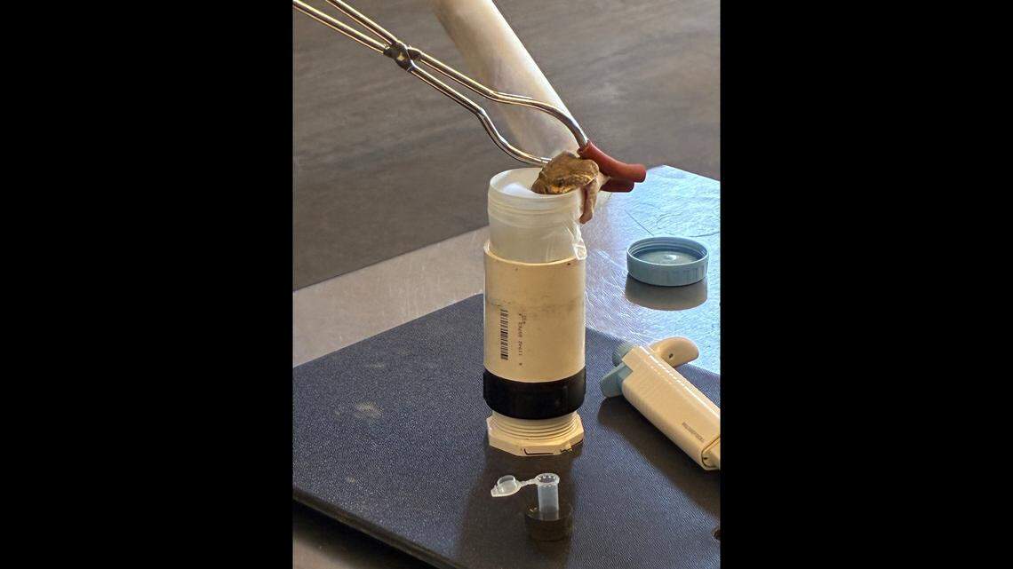 Samples of the rattlesnake’s venom were taken.