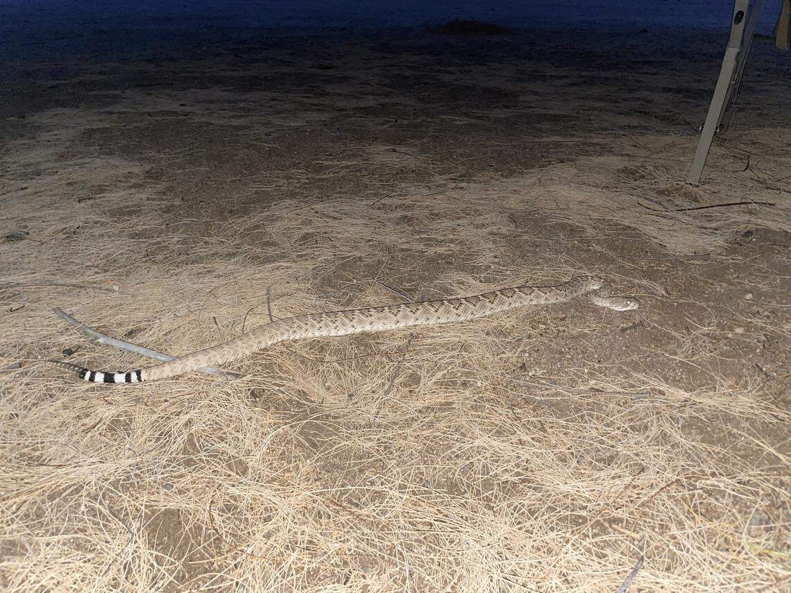 The rattlesnake is pictured at the camp near Signal, Arizona.