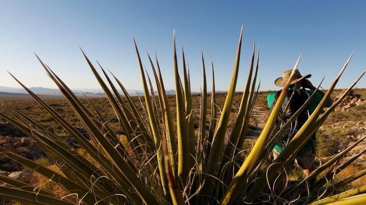 Seth Shteir, a field representative for the National Parks Conservation Association, looks over a natural spring at the Mojave National Preserve in California on Oct. 19, 2011. By tapping into an aquifer the size of Rhode Island, Cadiz, a private company, hopes to sell water to thirsty Southern California but has been unable to obtain final federal permits. “There’s a lot of unknowns here but we think this project has the potential to adversely affect air quality, draw down water resources and alter the flow of groundwater beneath the Mojave Preserve,” said Shteir.