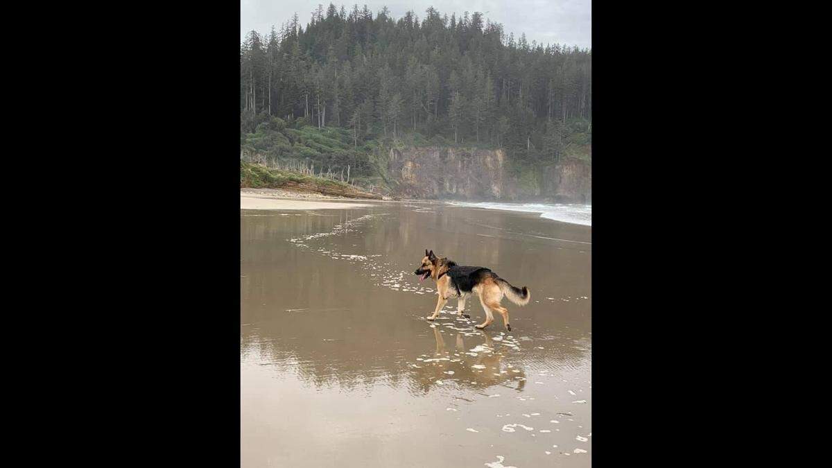 Koda is pictured.