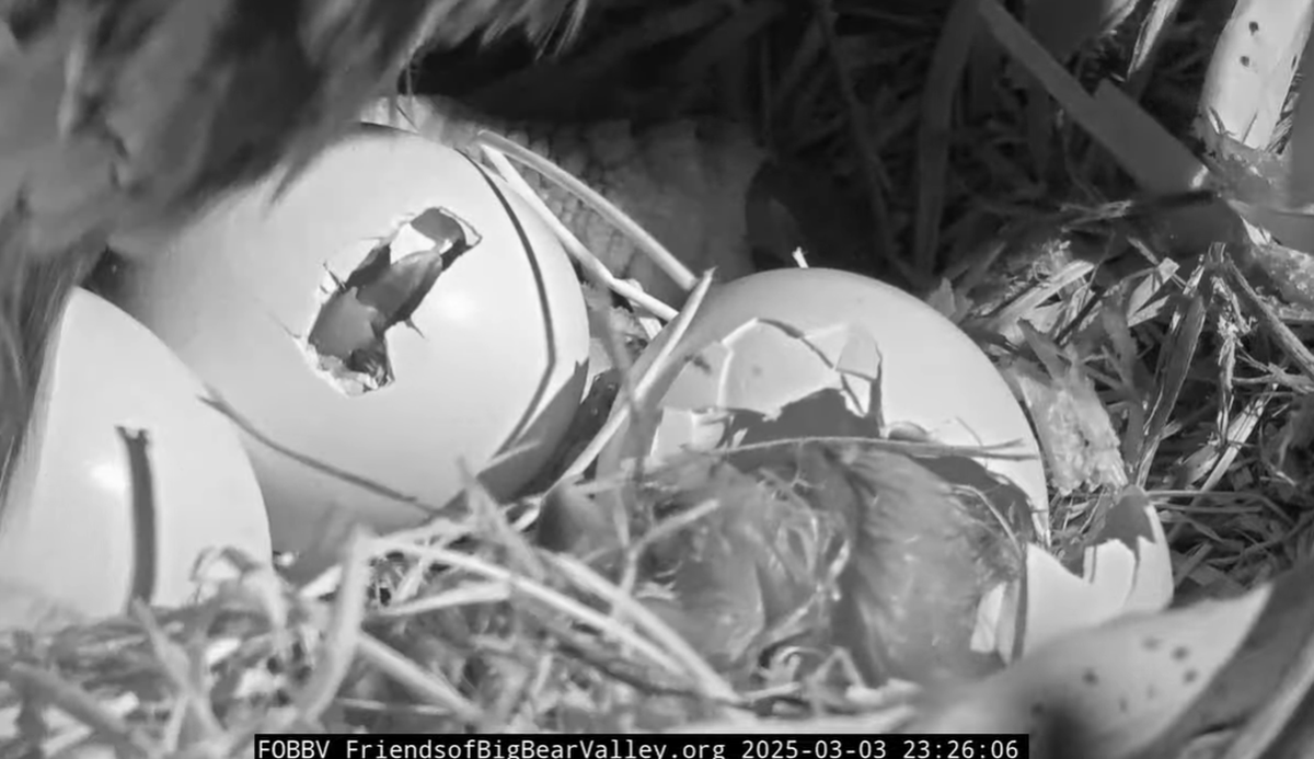 The first eaglet on the right is seen completely hatched at 11:26 p.m. March 3.
