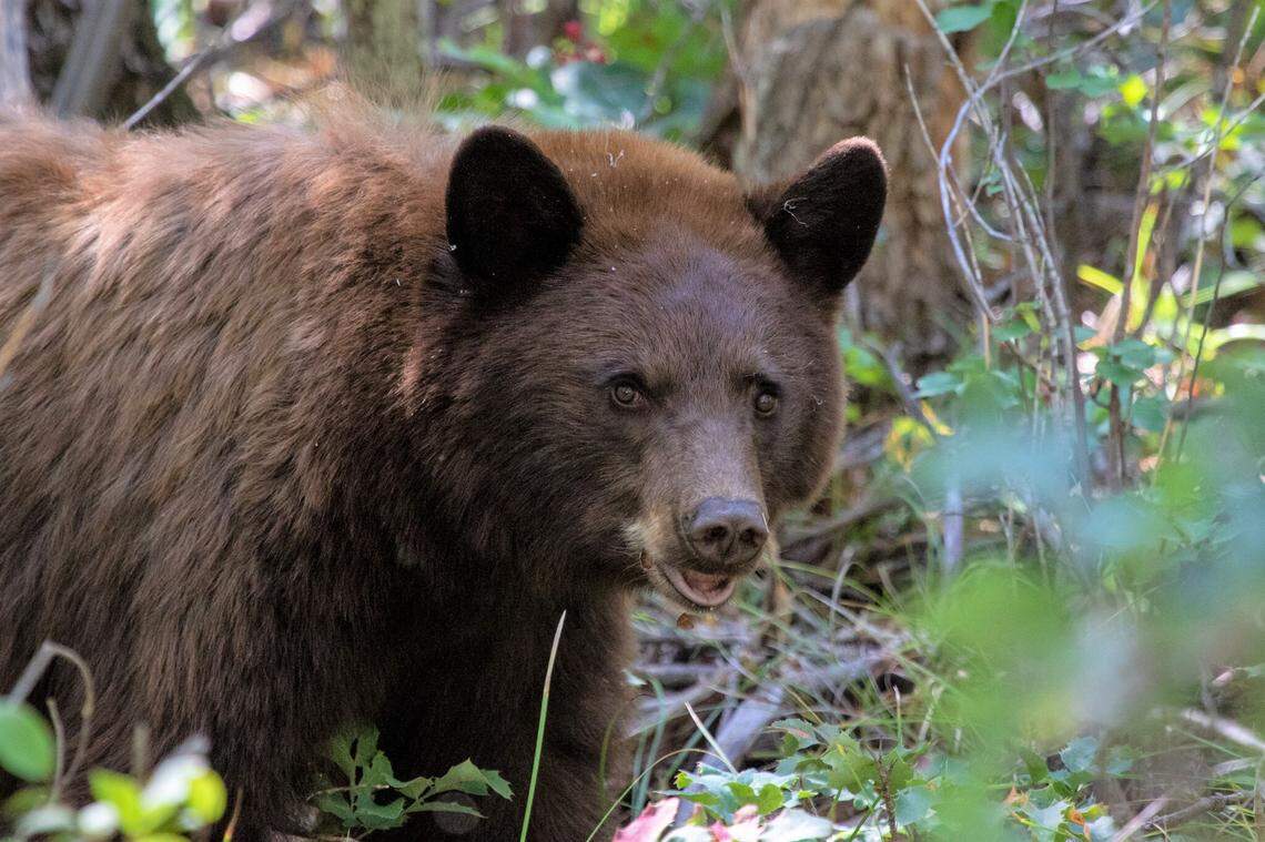 This file photo shows a black bear.