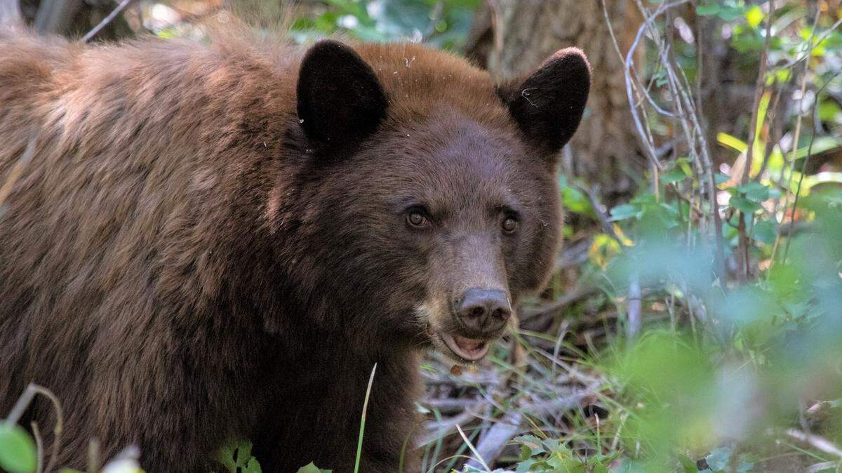 This file photo shows a black bear. Montana wildlife officials determined a bear’s recent interaction with an angler was likely defensive.
