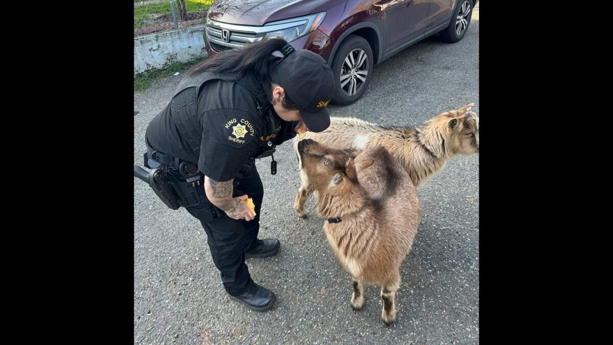 Deputies found the misplaced goats after getting a call about “fighting” kids.