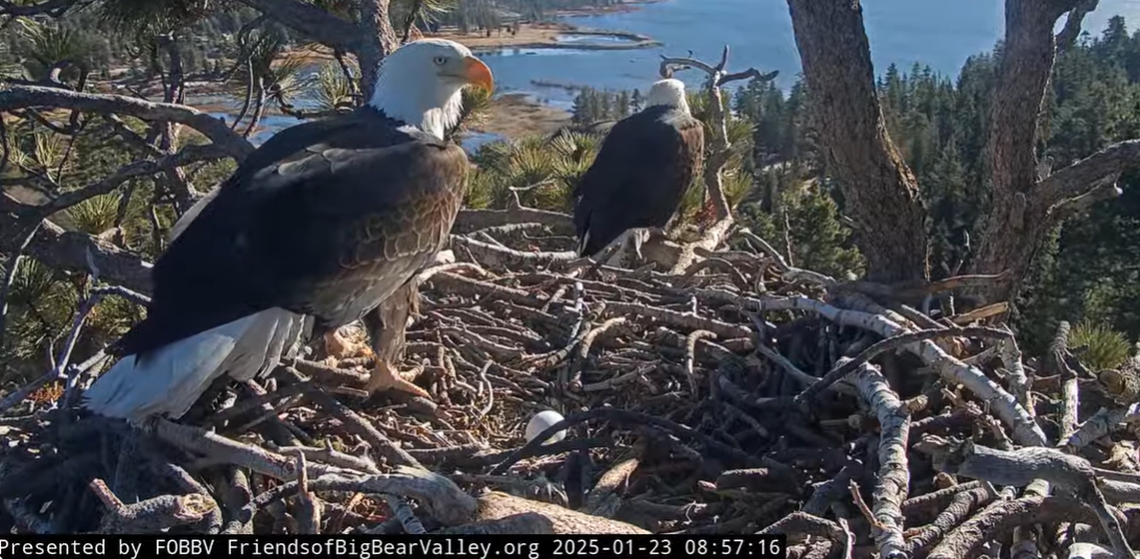 Jackie and Shadow are seen in the nest with the egg on Jan. 23.