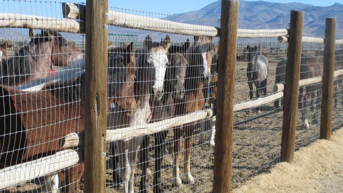 Horses stand behind a fence at the BLM Palomino Valley holding facility in Palomino Valley, Nevada.