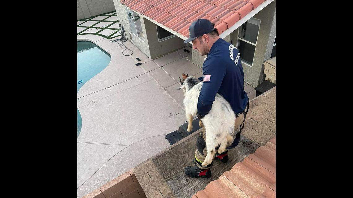 A firefighter carries a goat from a rooftop in Glendale, Arizona.