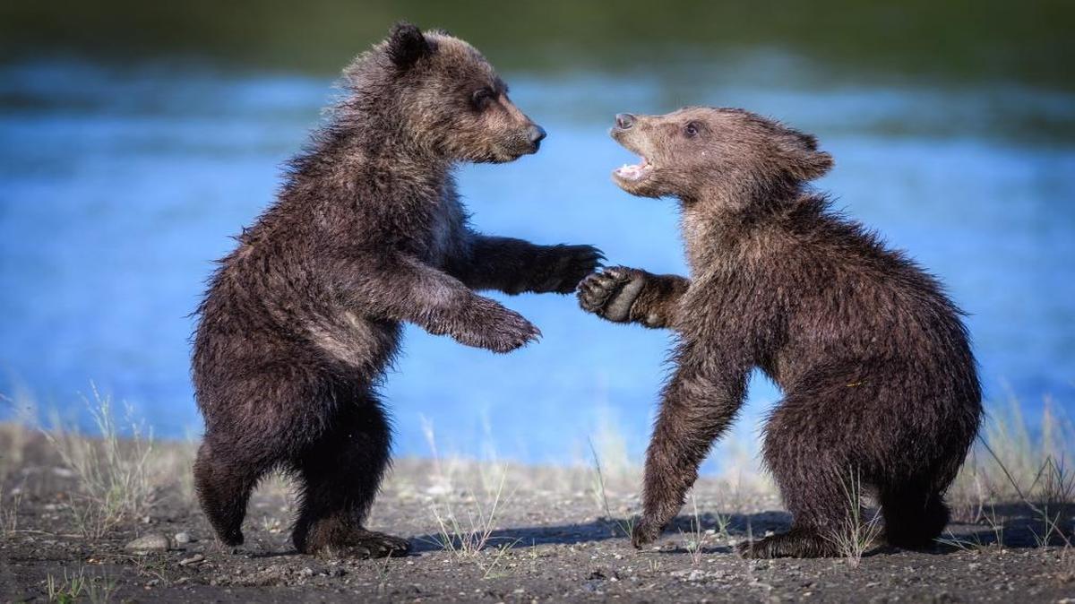 A pair of grizzly bear cubs play in Lake Clark National Park & Preserve, in Port Alsworth, Alaska, in 2016. Congress is considering legislation that would allow hunting of bears in their dens, including cubs, in Alaska’s national preserves, by prohibiting the National Parks Service from restricting such practices.
