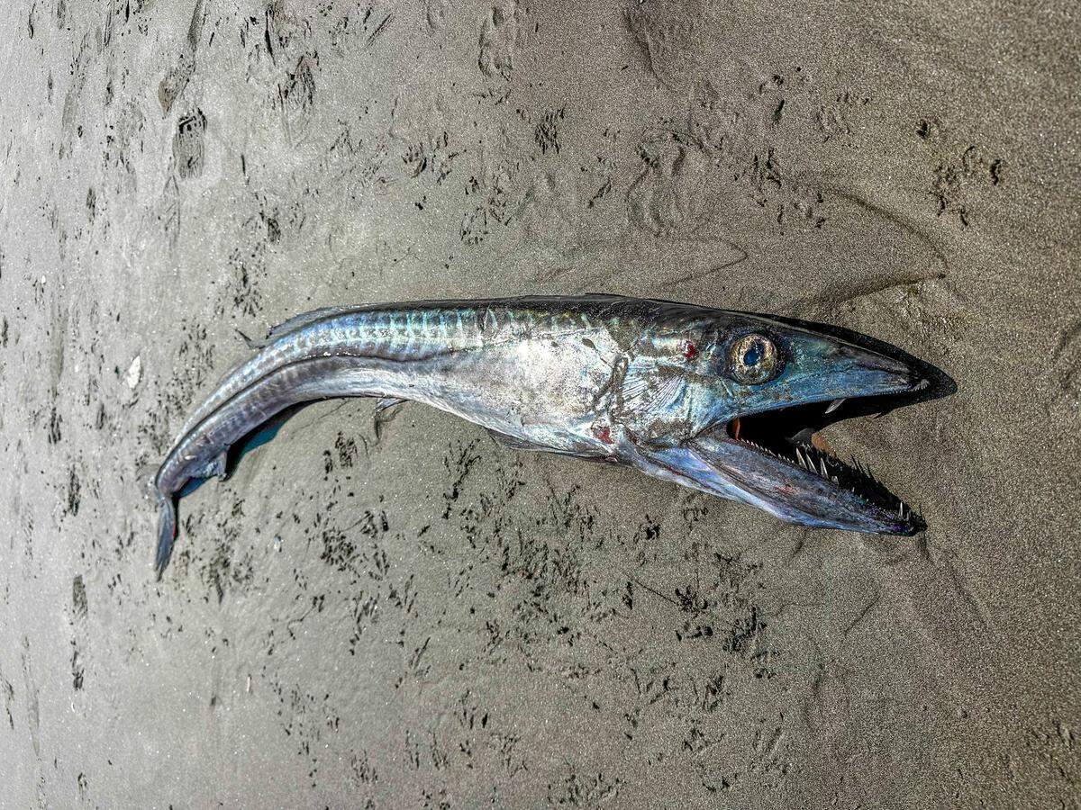 The lancetfish is pictured.