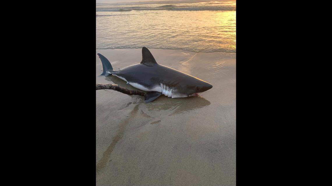 A woman and her husband helped a stranded shark return to the ocean after spotting it Sept. 12 in Rockaway Beach, Oregon.