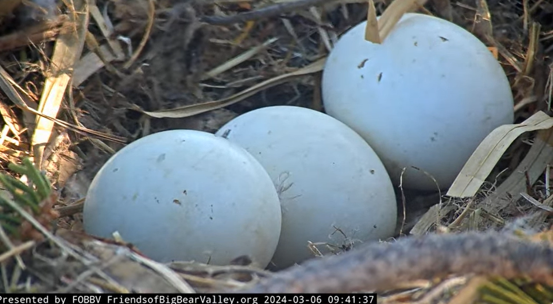 A close-up photo shows the three eggs March 6 in Big Bear, California.