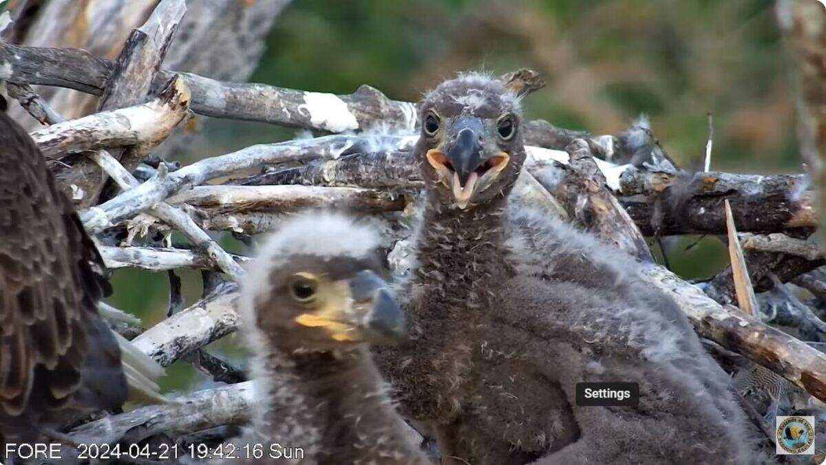 Luna and Sol in the nest on April 21.