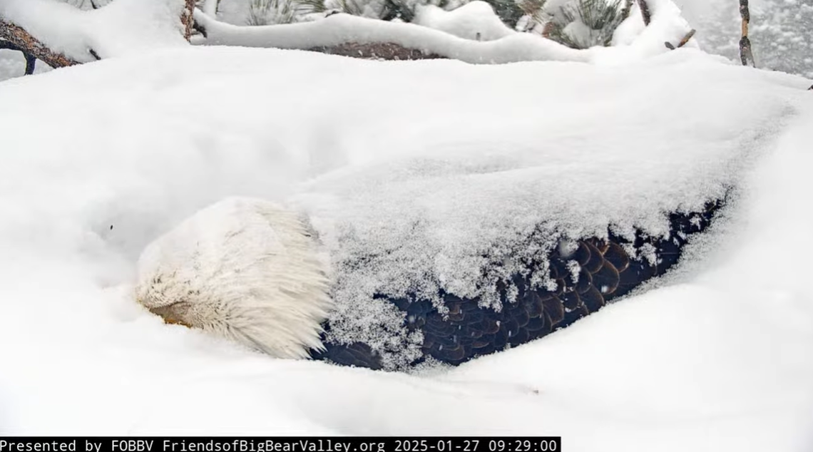 Jackie is seen nuzzling her beak into the snow Jan. 27.