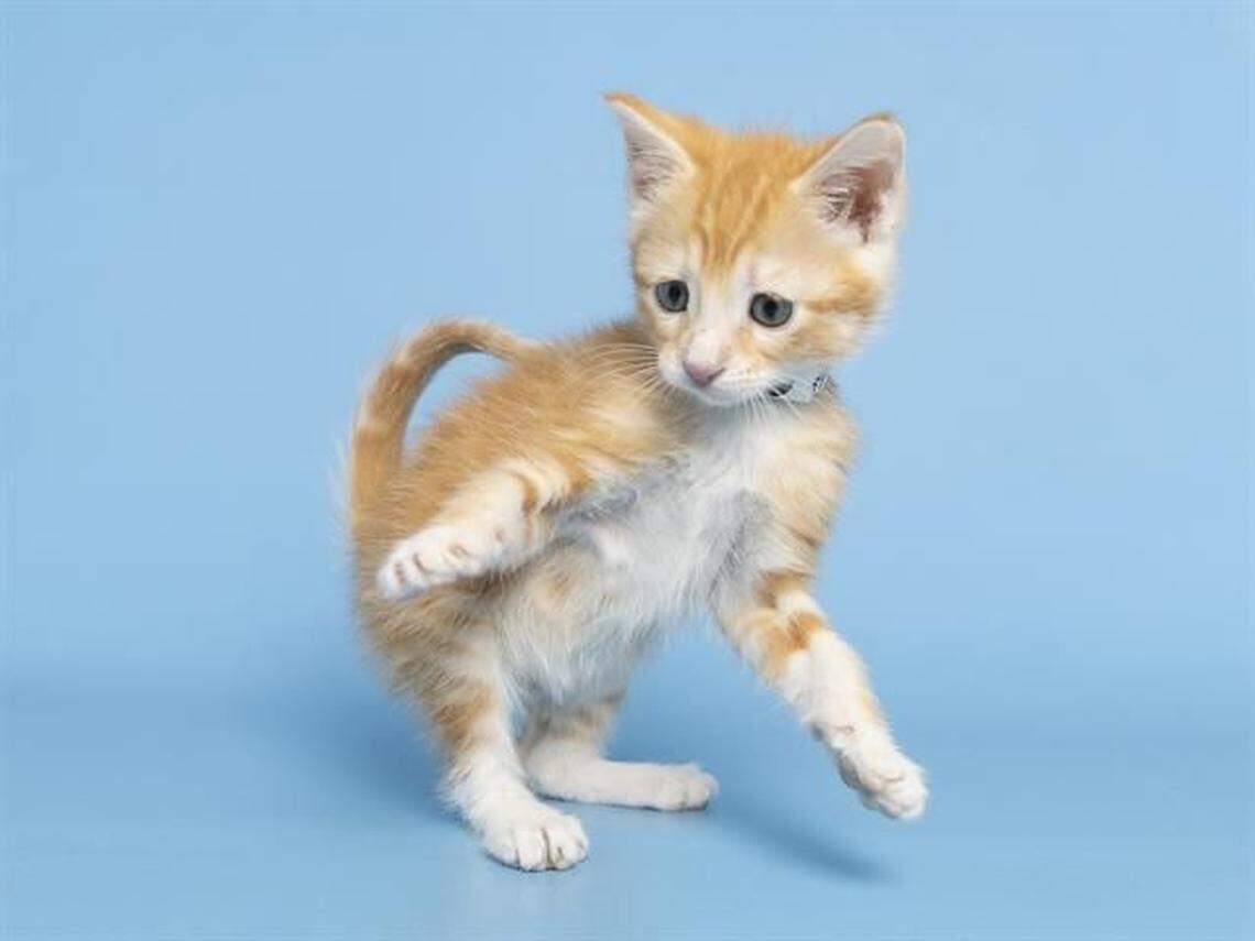 Nala’s adoption fee is $150.