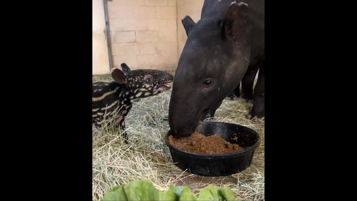 The baby tapir is seen with its mother.