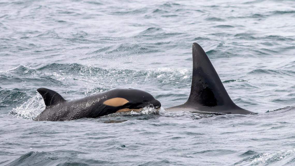 The orange-colored baby killer whale is seen with is mom.
