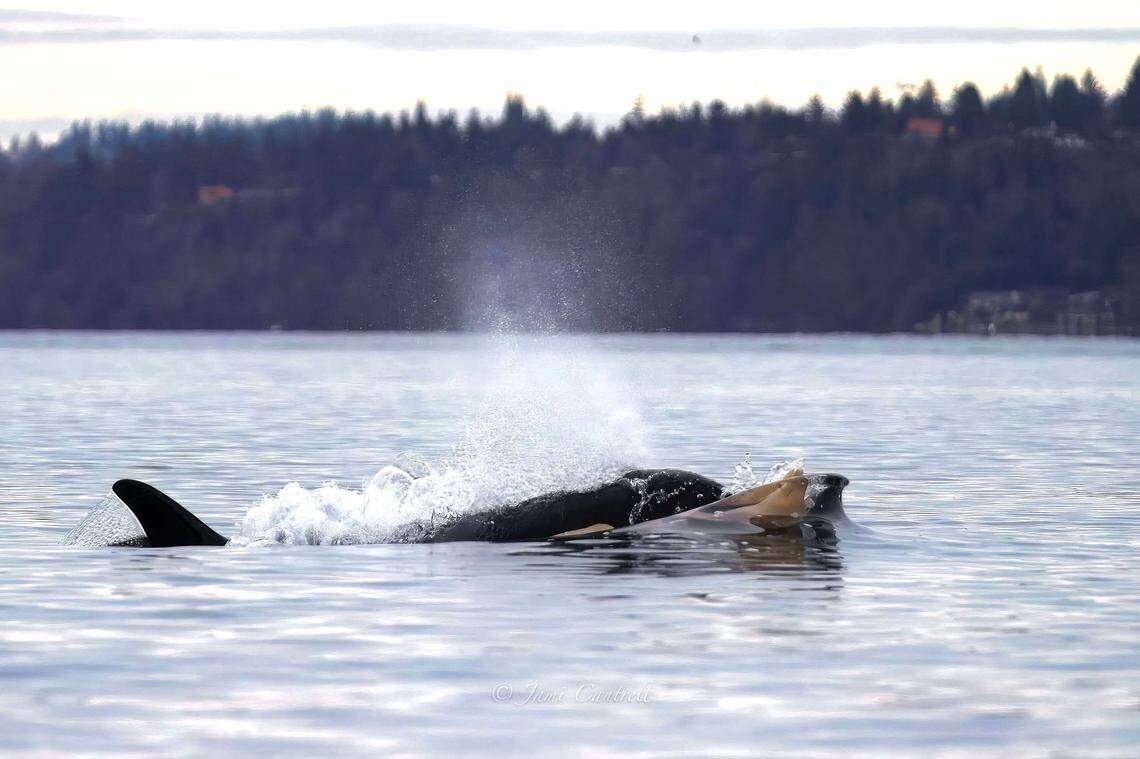Tahlequah is pictured as she pushes her dead calf in waters off Vashon Island.