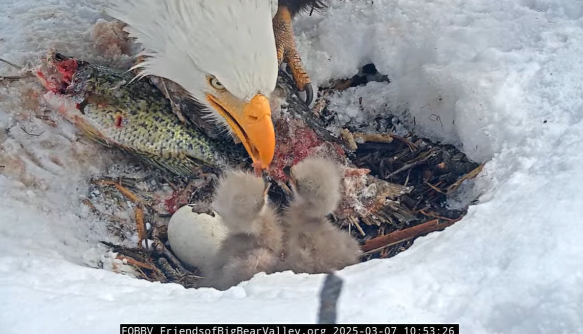 A pip is seen on the third egg as the other two eaglets are fed at 10:53 a.m. March 7.