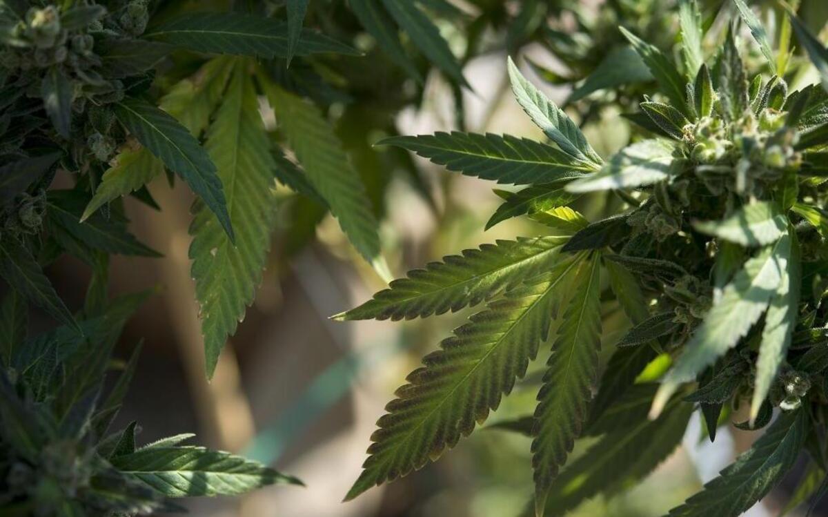 A marijuana crop in Grass Valley on November 12, 2015.