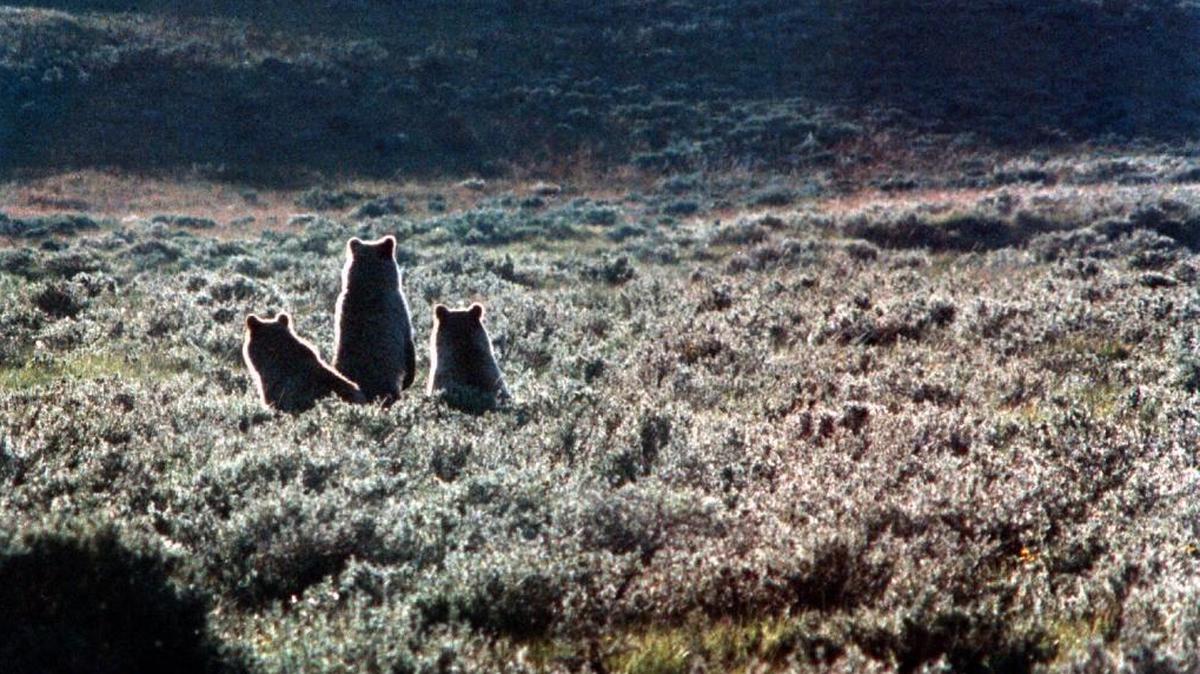 Three 2-year-old grizzly bears are startled by a female elk as they roam Swan Lake Flats in Yellowstone National Park in 1998.