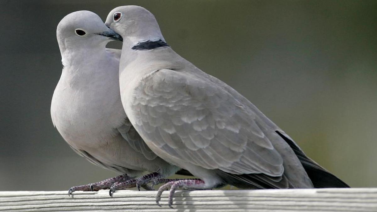 This Feb. 12, 2009, file photo shows two turtle doves in St. George Island, Fla.