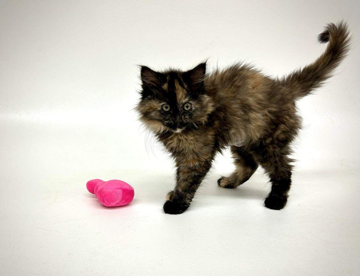 This photo shows Cinder.