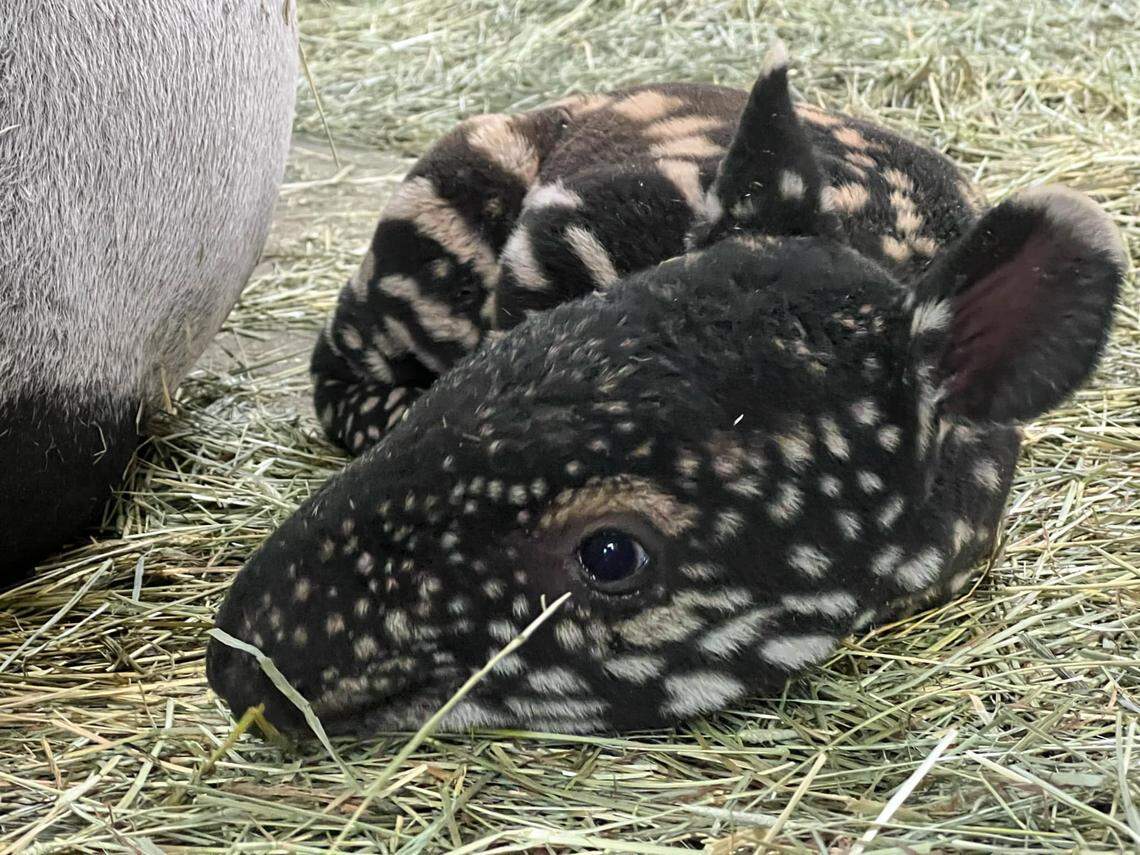 A newborn tapir is pictured.