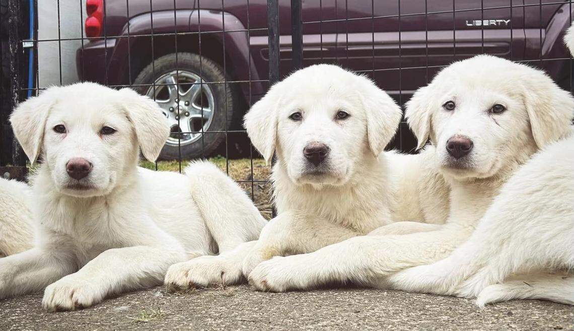 Three puppies are pictured at the animal rescue in Sweet Home, Oregon.