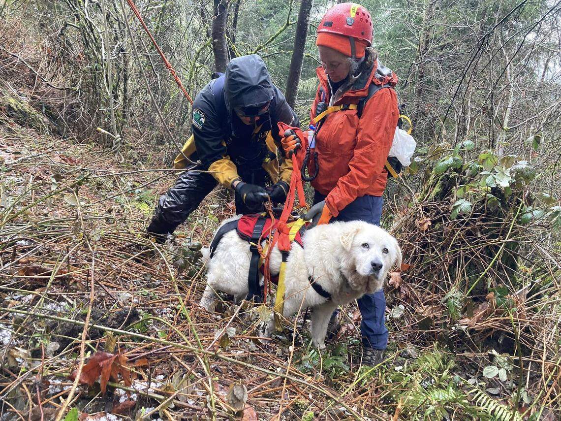 Yuki was successfully lowered down from the ledge and returned to her owner, the group said.