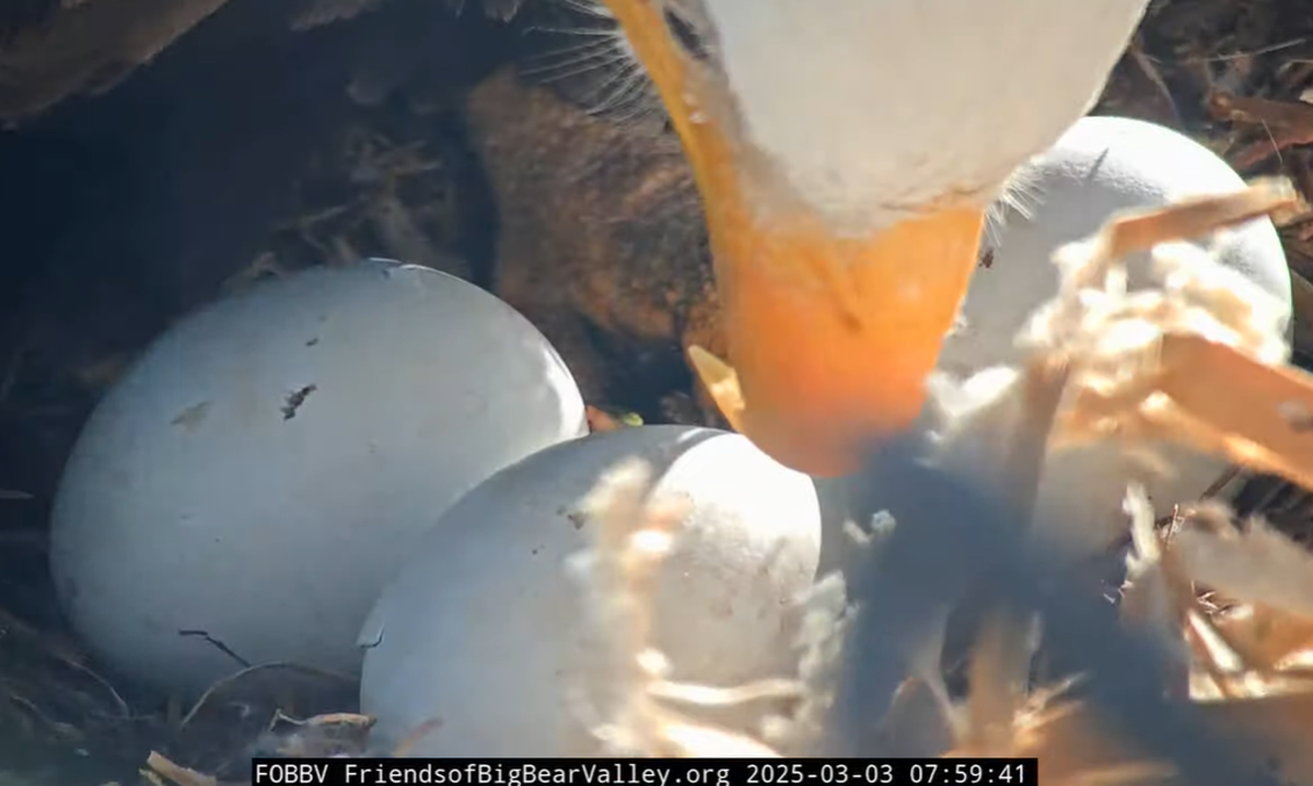 The two eggs on the left are seen with cracks March 3 at 7:59 a.m.