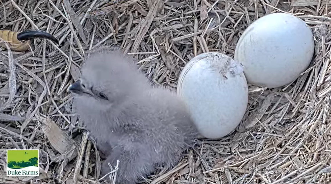 A close up shows the eaglet in the nest Feb. 26, a day after it hatched.