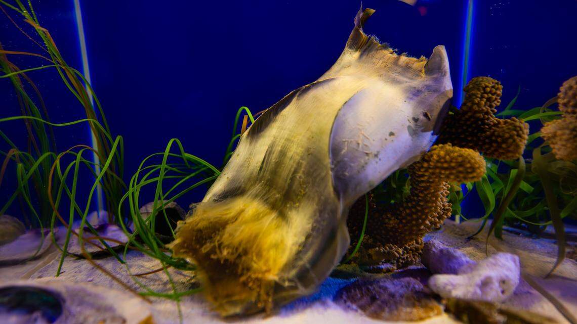 Sea creatures that look like stingrays have hatched at the Birch Aquarium in San Diego. This photo shows an egg case.