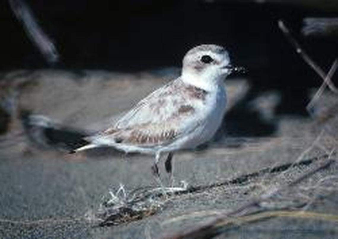 A western snowy plover is pictured. The shorebird was listed as a threatened species in 1993.
