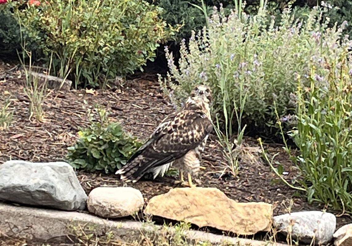 The red-tailed hawk is pictured after dropping from the electrical line.
