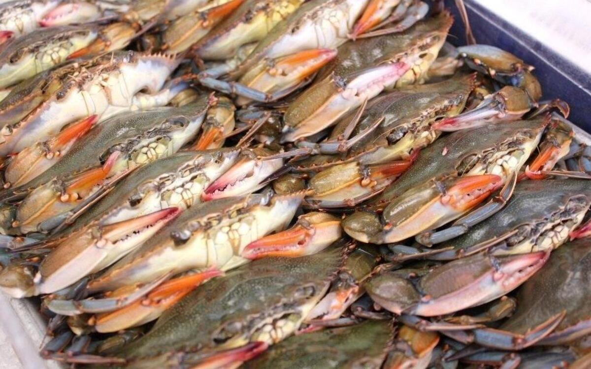 Biloxi, Miss., is known for fresh and seasonal seafood, such as these soft-shell crabs. But federal officials warn that fraudulent mislabeled seafood is a worldwide problem that affects every step in the seafood supply chain. Photo taken Aug. 3, 2016.