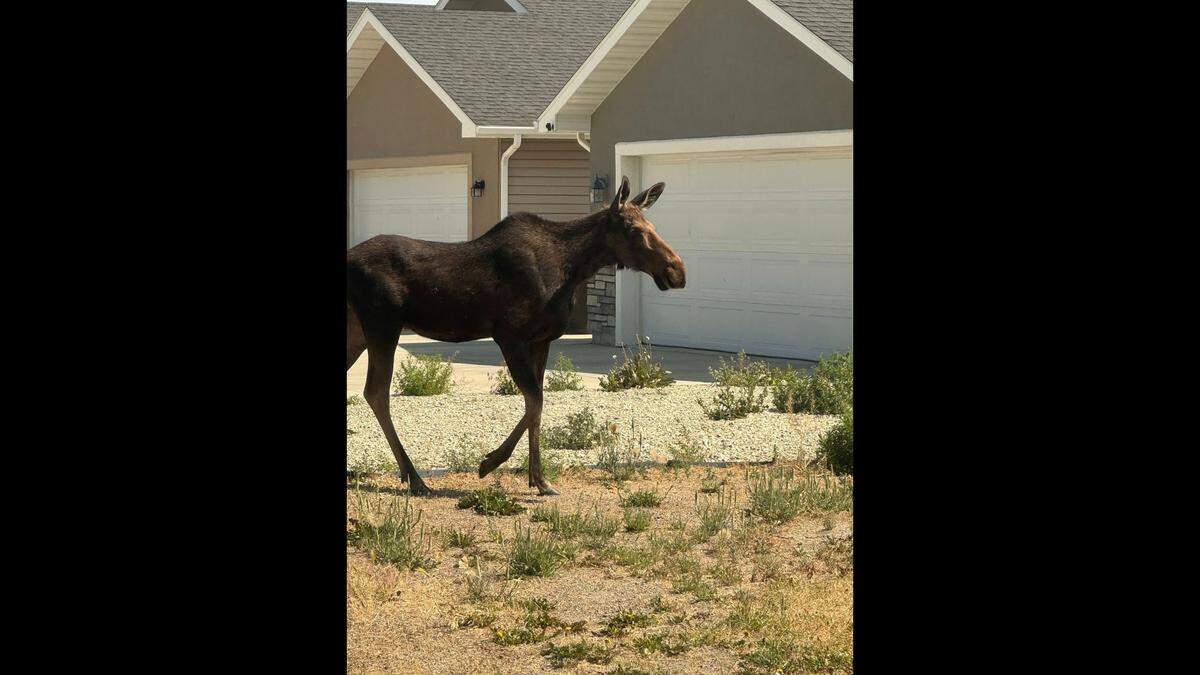 The young moose is pictured.