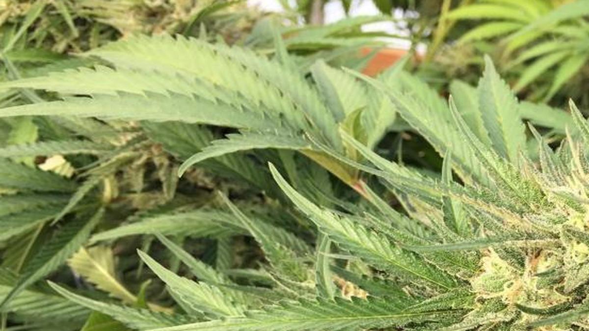 A marijuana bud is seen before harvesting at a rural area near Corvallis, Ore., on Sept. 30, 2016.
